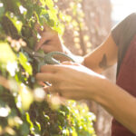 Tempo di vendemmia: i sapori dell’autunno